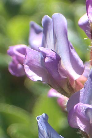 Oxytropis neglecta \ Insubrischer Spitzkiel, Pyrenen-Spitzkiel / Pyrenean Milk-Vetch, A Kärnten/Carinthia, Petzen 8.8.2016