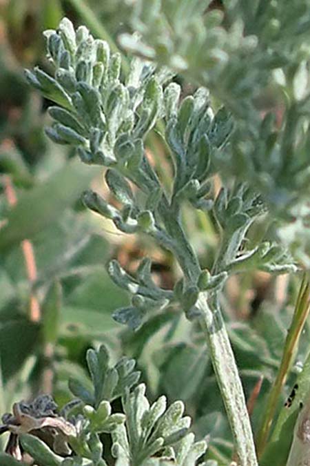 Artemisia absinthium / Wormwood, A Seewinkel, Podersdorf 9.5.2022