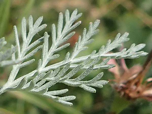 Artemisia pontica ? \ Pontischer Beifu, Rmischer Wermut, A Gumpoldskirchen 9.7.2023