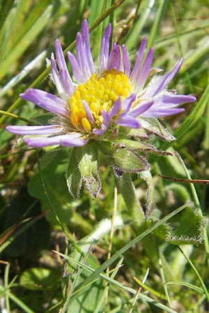 Aster alpinus \ Alpen-Aster / Alpine Aster, A Trenchtling 3.7.2010
