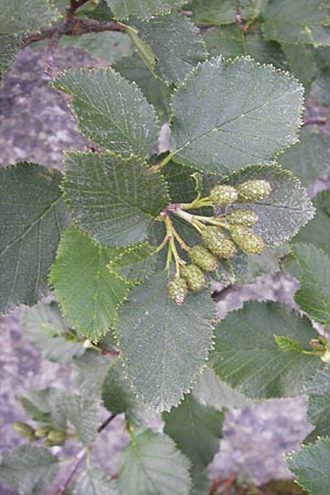 Alnus alnobetula \ Grn-Erle / Green Alder, A Malta - Tal / Valley 19.7.2010