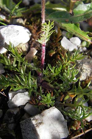 Achillea atrata \ Schwarzrandige Schafgarbe, A Dachstein 20.7.2010