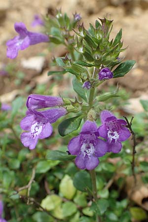 Clinopodium alpinum \ Alpen-Steinquendel, Alpen-Bergminze, A Kärnten, St. Paul im Lavanttal 16.5.2016