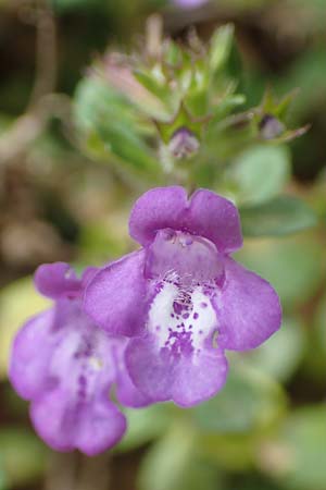 Clinopodium alpinum \ Alpen-Steinquendel, Alpen-Bergminze, A Kärnten, St. Paul im Lavanttal 16.5.2016