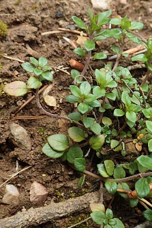 Clinopodium alpinum \ Alpen-Steinquendel, Alpen-Bergminze / Alpine Calamint, A Kärnten/Carinthia, St. Paul im Lavanttal 16.5.2016