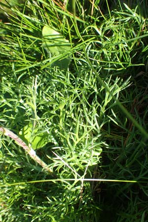 Achillea atrata \ Schwarzrandige Schafgarbe, A Kärnten, Petzen 8.8.2016