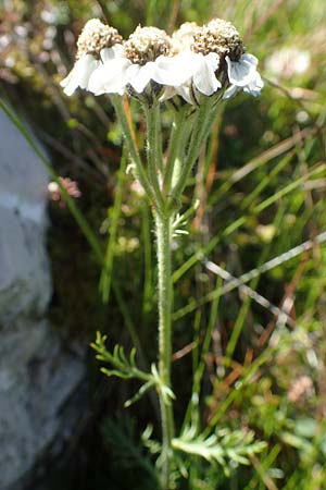 Achillea atrata \ Schwarzrandige Schafgarbe, A Kärnten, Petzen 8.8.2016