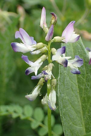 Astragalus alpinus \ Alpen-Tragant / Alpine Milk-Vetch, A Pusterwald, Eiskar 1.7.2019