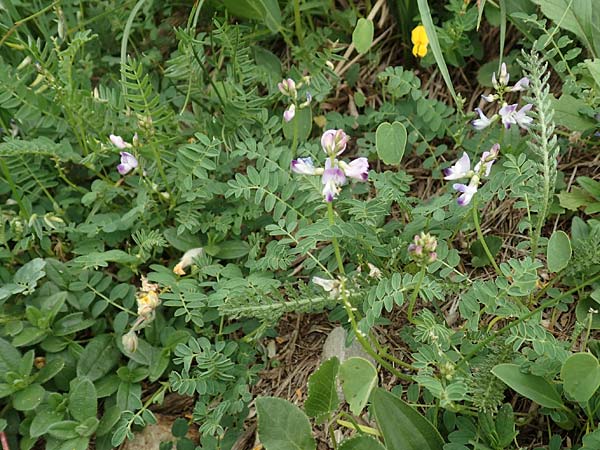 Astragalus alpinus \ Alpen-Tragant / Alpine Milk-Vetch, A Pusterwald, Eiskar 1.7.2019