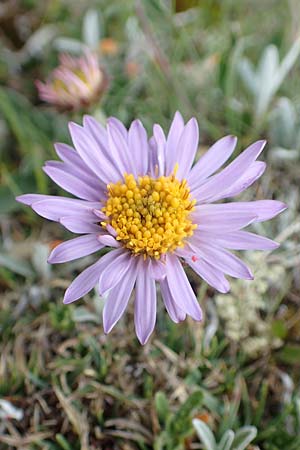Aster alpinus \ Alpen-Aster / Alpine Aster, A Trenchtling 3.7.2019