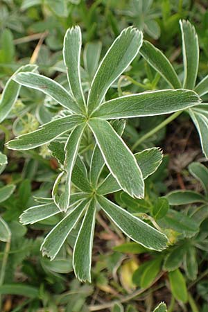 Alchemilla alpigena \ Gefalteter Alpen-Frauenmantel, A Trenchtling 3.7.2019