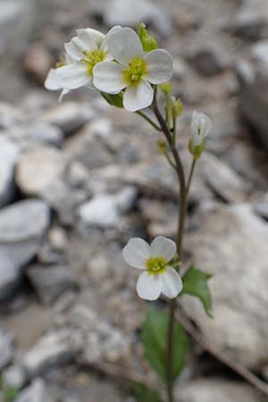 Arabis alpina subsp. alpina \ Alpen-Gnsekresse, A Osttirol, Porze 13.7.2019