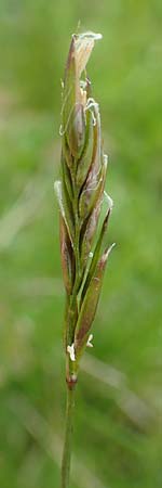 Anthoxanthum alpinum \ Alpen-Ruch-Gras / Alpine Vernal Grass, A Schneealpe 30.6.2020