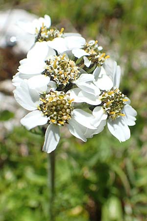 Achillea atrata \ Schwarzrandige Schafgarbe / Black Milfoil, A Lawinenstein 5.7.2020