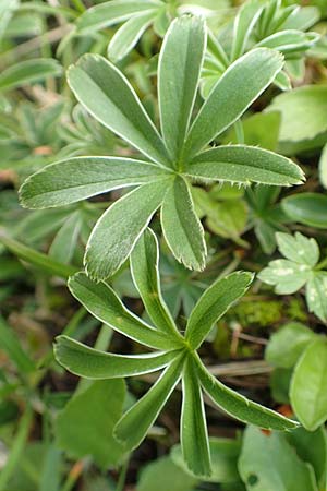 Alchemilla alpigena \ Gefalteter Alpen-Frauenmantel, A Dachstein Südwand 7.7.2020