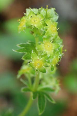 Alchemilla alpigena \ Gefalteter Alpen-Frauenmantel / Alpine Lady's Mantle, A Dachstein Südwand 7.7.2020