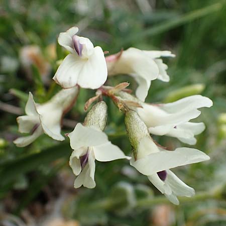 Astragalus alpinus \ Alpen-Tragant / Alpine Milk-Vetch, A Wölzer Tauern, Kleiner Zinken 26.6.2021