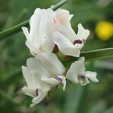 Astragalus alpinus \ Alpen-Tragant / Alpine Milk-Vetch, A Wölzer Tauern, Kleiner Zinken 26.6.2021