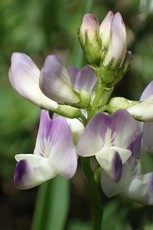 Astragalus alpinus \ Alpen-Tragant / Alpine Milk-Vetch, A Pusterwald, Eiskar 29.6.2021