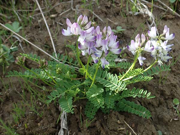 Astragalus alpinus \ Alpen-Tragant / Alpine Milk-Vetch, A Pusterwald, Eiskar 29.6.2021