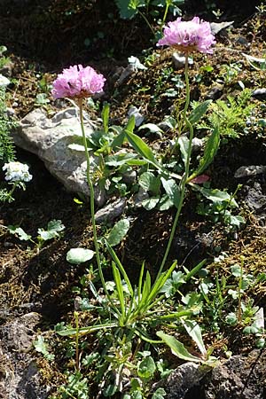 Armeria maritima subsp. alpina \ Alpen-Grasnelke, A Eisenerzer Reichenstein 28.7.2021