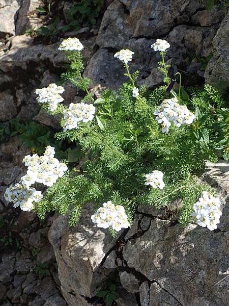 Achillea atrata \ Schwarzrandige Schafgarbe / Black Milfoil, A Eisenerzer Reichenstein 28.7.2021