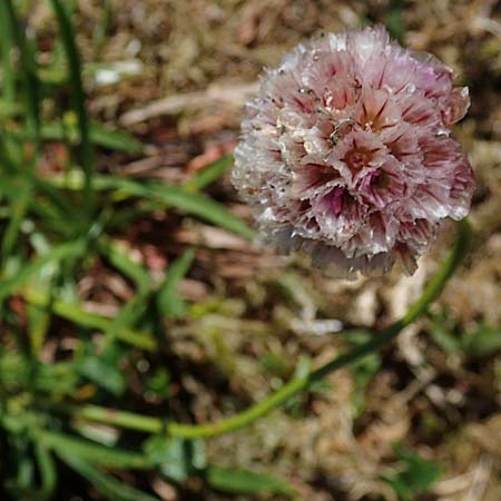 Armeria maritima subsp. alpina \ Alpen-Grasnelke / Alpine Thrift, A Wölzer Tauern, Hohenwart 29.7.2021