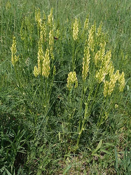 Astragalus asper \ Rauer Tragant / Rough Milk-Vetch, A Seewinkel, Podersdorf 10.5.2022