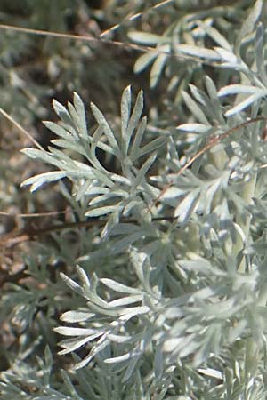Artemisia repens \ Kriechende Beifu, A Weiden am Neusiedler See 10.5.2022