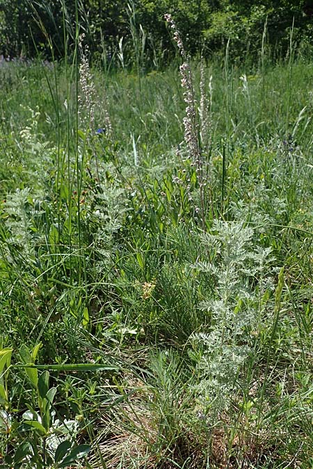 Artemisia austriaca \ sterreicher Beifu / Austrian Wormwood, A Gumpoldskirchen 15.5.2022