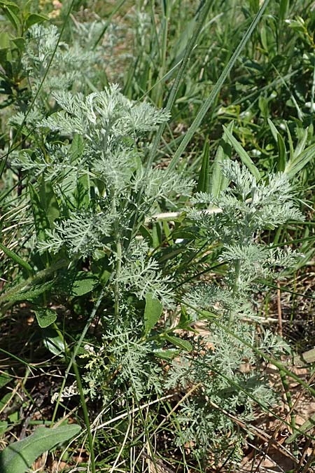 Artemisia austriaca \ sterreicher Beifu, A Gumpoldskirchen 15.5.2022