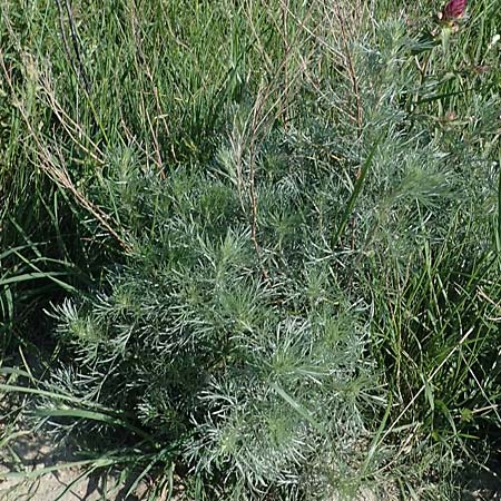 Artemisia campestris \ Feld-Beifu, A Gumpoldskirchen 15.5.2022