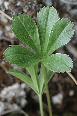 Alchemilla pallens \ Blassgrner Frauenmantel, A St. Gilgen 16.5.2022