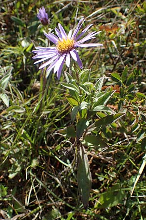 Aster amellus \ Berg-Aster, A Perchtoldsdorf 22.9.2022