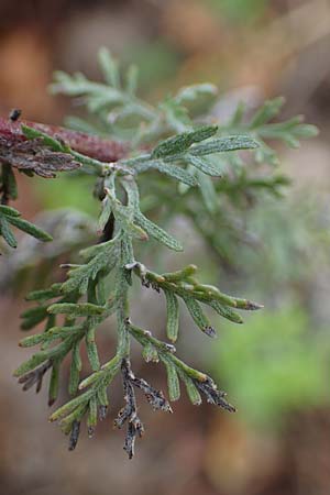 Artemisia austriaca \ sterreicher Beifu / Austrian Wormwood, A Gumpoldskirchen 29.9.2022