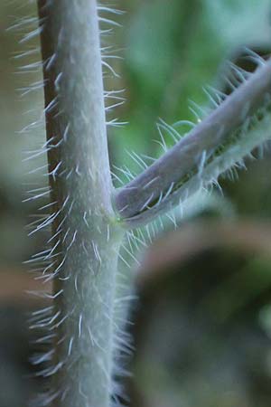 Arabidopsis arenosa \ Sand- / Sand Rock-Cress, A Krems 1.4.2023