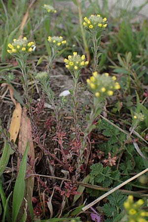 Alyssum alyssoides \ Kelch-Steinkraut / Small Alison, Pale Madwort, A Wien Donauinsel 2.4.2023