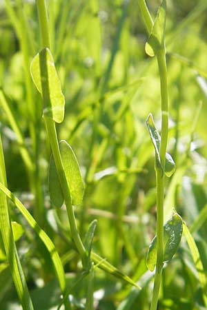 Thlaspi alpinum \ Alpen-Tschelkraut / Alpine Penny-Cress, A Trenchtling 3.7.2010