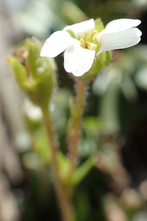 Saxifraga androsacea \ Mannsschild-Steinbrech / Scree Saxifrage, A Nockberge, Klomnock 10.7.2019