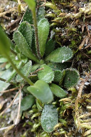 Arabis bellidifolia subsp. bellidifolia / Daisyleaf Rock-Cress, A Osttirol, Porze 13.7.2019