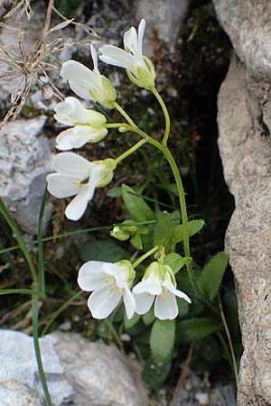 Arabis bellidifolia subsp. bellidifolia \ Gabelhaar-Gnsekresse, Zwerg-Gnsekresse, A Osttirol, Porze 13.7.2019