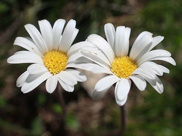 Aster bellidiastrum \ Alpen-Maliebchen / Daisy Star, A Pusterwald, Eiskar 29.6.2021