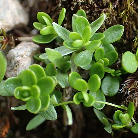 Arenaria biflora \ Zweibltiges Sandkraut, A Seckauer Tauern, Brandstätter Törl 27.7.2021