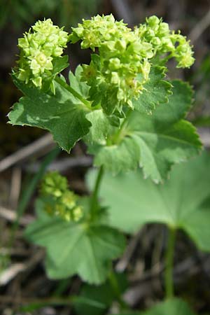 Alchemilla xanthochlora \ Gelbgrner Frauenmantel / Intermediate Lady's Mantle, A Reutte 25.5.2008