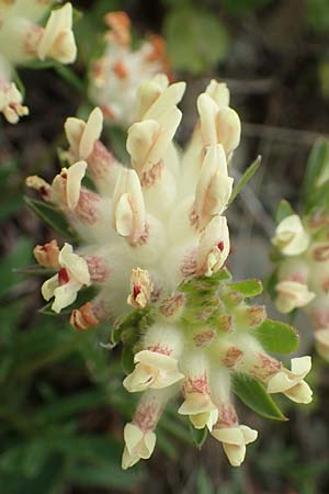 Anthyllis vulneraria subsp. carpatica \ Karpaten-Wundklee, A Kärnten, Hochobir 19.5.2016