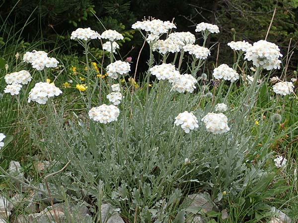 Achillea clavennae \ Bittere Schafgarbe, Weier Speik / Silvery Milfoil, A Trenchtling 3.7.2019