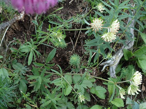 Anthyllis vulneraria subsp. carpatica \ Karpaten-Wundklee, A Steiermark, Pernegg-Mixnitz 4.7.2019
