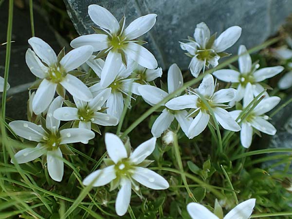 Arenaria ciliata \ Bewimpertes Sandkraut / Fringed Sandwort, Hairy Sandwort, A Nockberge, Eisentaler Höhe 10.7.2019