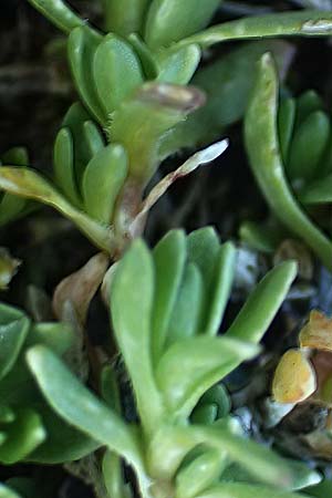 Arenaria ciliata \ Bewimpertes Sandkraut / Fringed Sandwort, Hairy Sandwort, A Nockberge, Eisentaler Höhe 10.7.2019