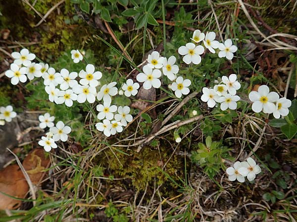 Androsace chamaejasme / Bastard Rock Jasmine, A Rax 28.6.2020